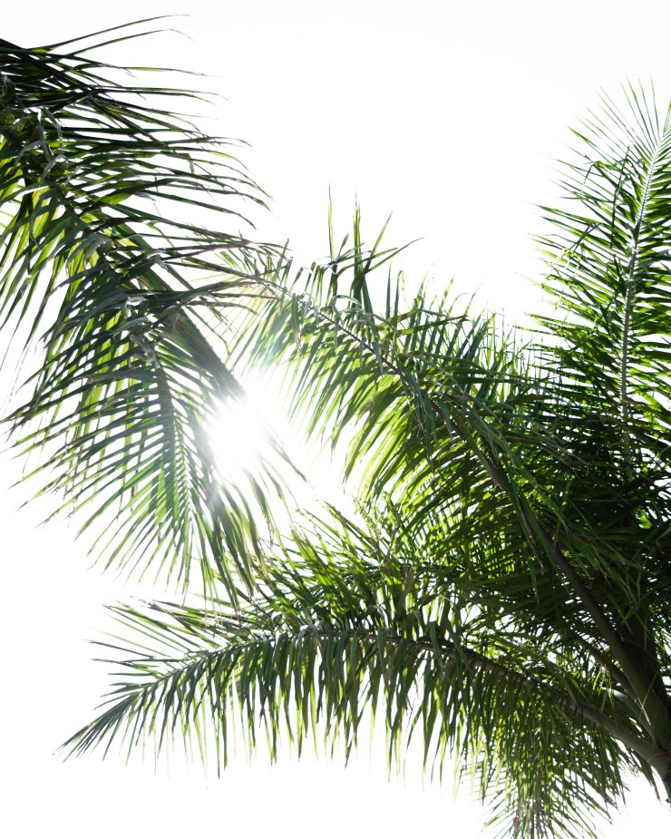 Summer Thriving with Herbivorebotanicalss